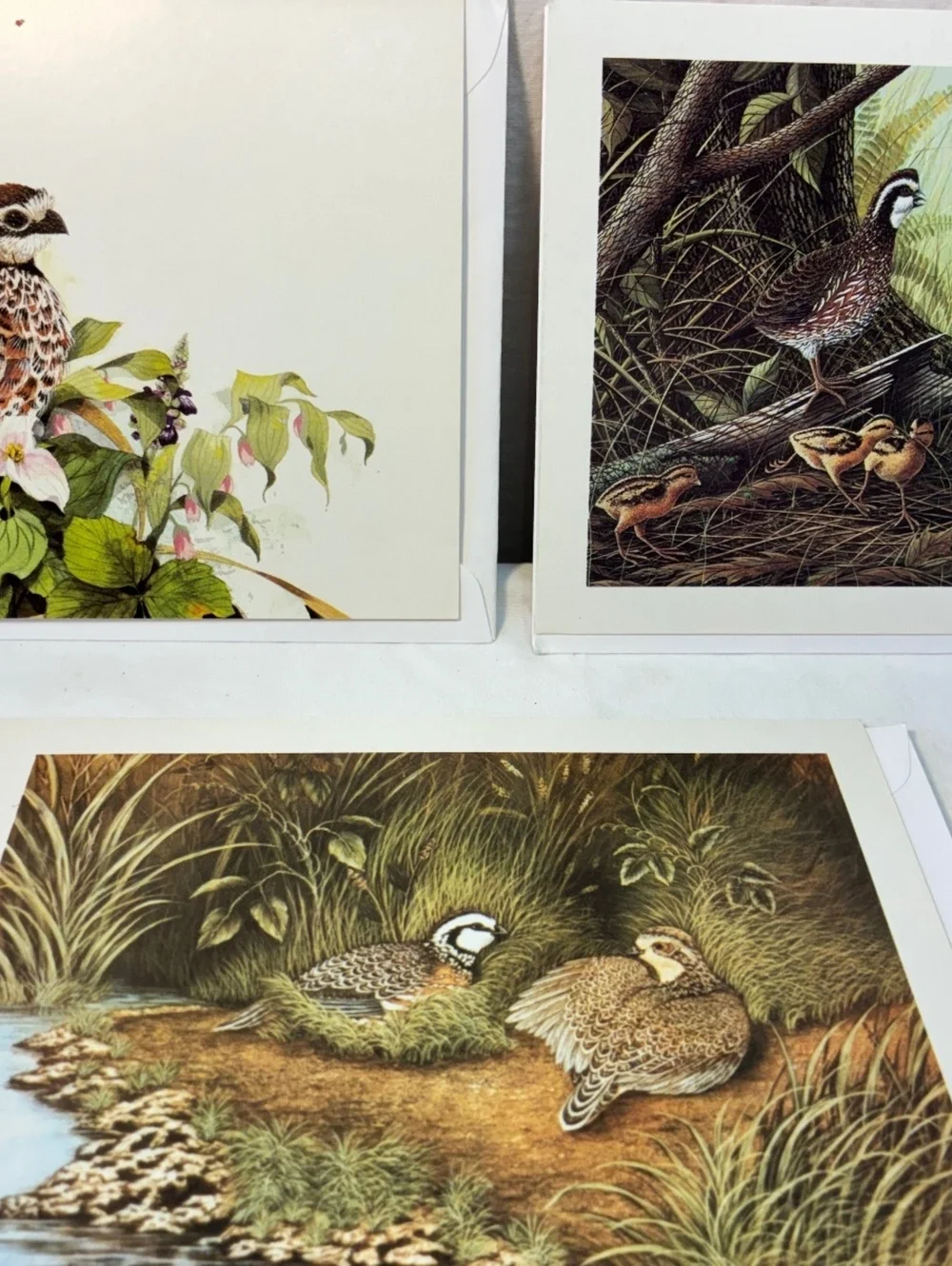 Vintage Quail Unlimited greeting cards